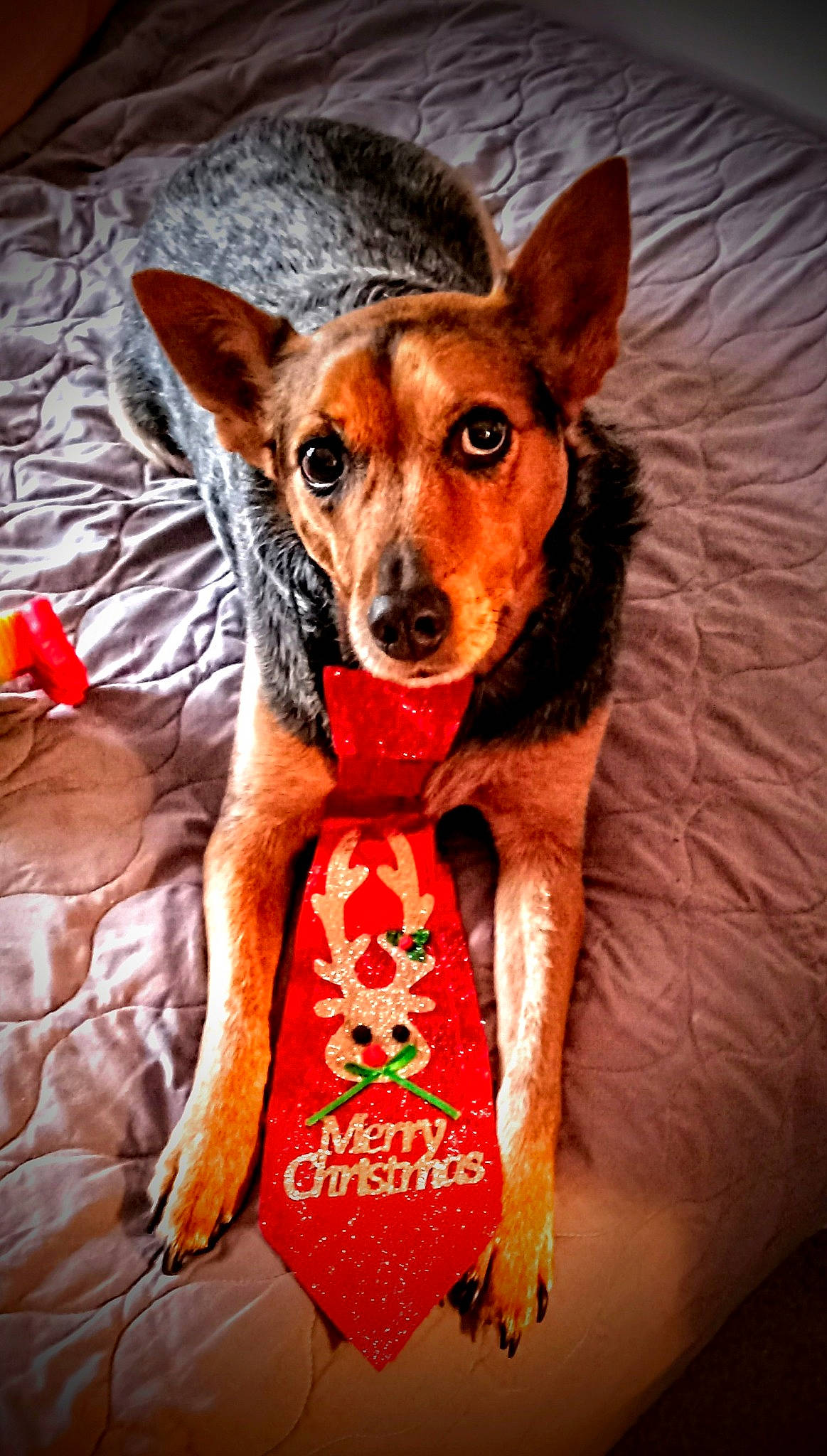 Bonnie is registered to the contest to win money with this photo: canidae, carnivore, collar, companion_dog, dog, dog_bed, dog_breed, dog_clothes, dog_collar, dog_supply, fawn, fur, pinscher, sighthound, snout, sporting_group, terrestrial_animal, toy_dog, whiskers, working_animal