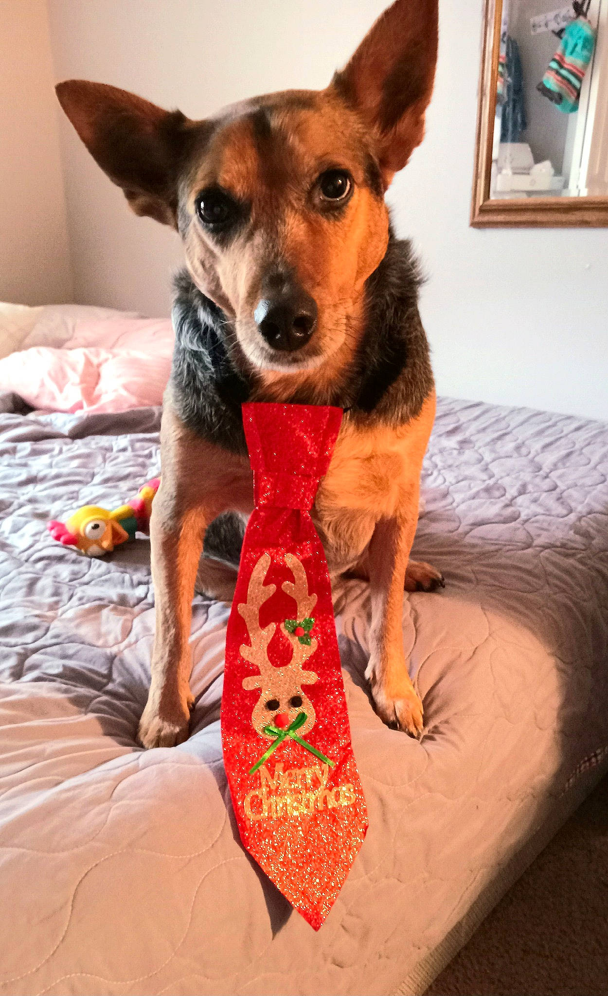 Bonnie joined the competition — help win amazing prizes! canidae, carnivore, collar, comfort, companion_dog, dog, dog_breed, dog_supply, fawn, flooring, fur, linens, pattern, paw, picture_frame, snout, sporting_group, toy_dog, whiskers, working_animal