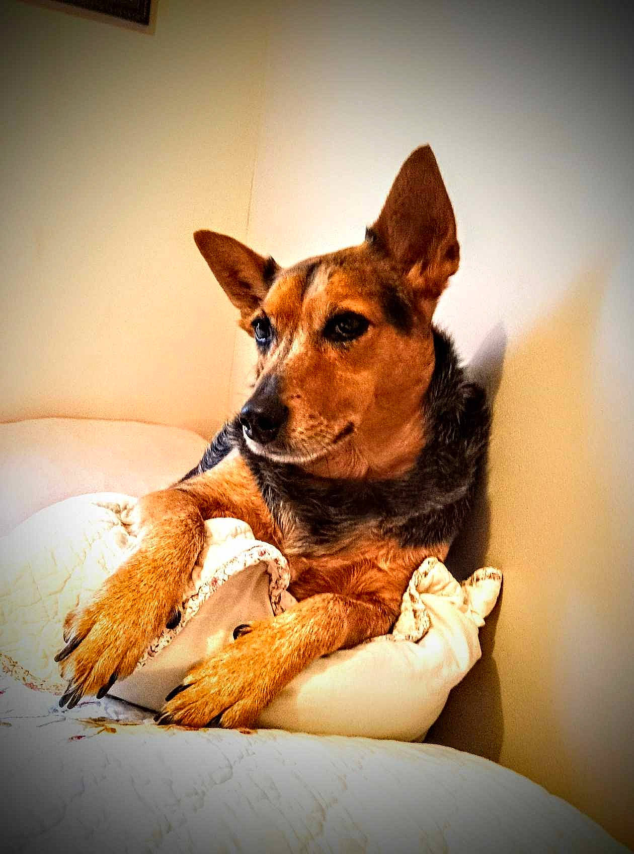 Bonnie joined the competition — help win amazing prizes! canidae, carnivore, comfort, companion_dog, dog, dog_breed, dog_supply, ear, fawn, fur, paw, snout, sporting_group, terrestrial_animal, toy_dog, whiskers, wood, working_animal, working_dog