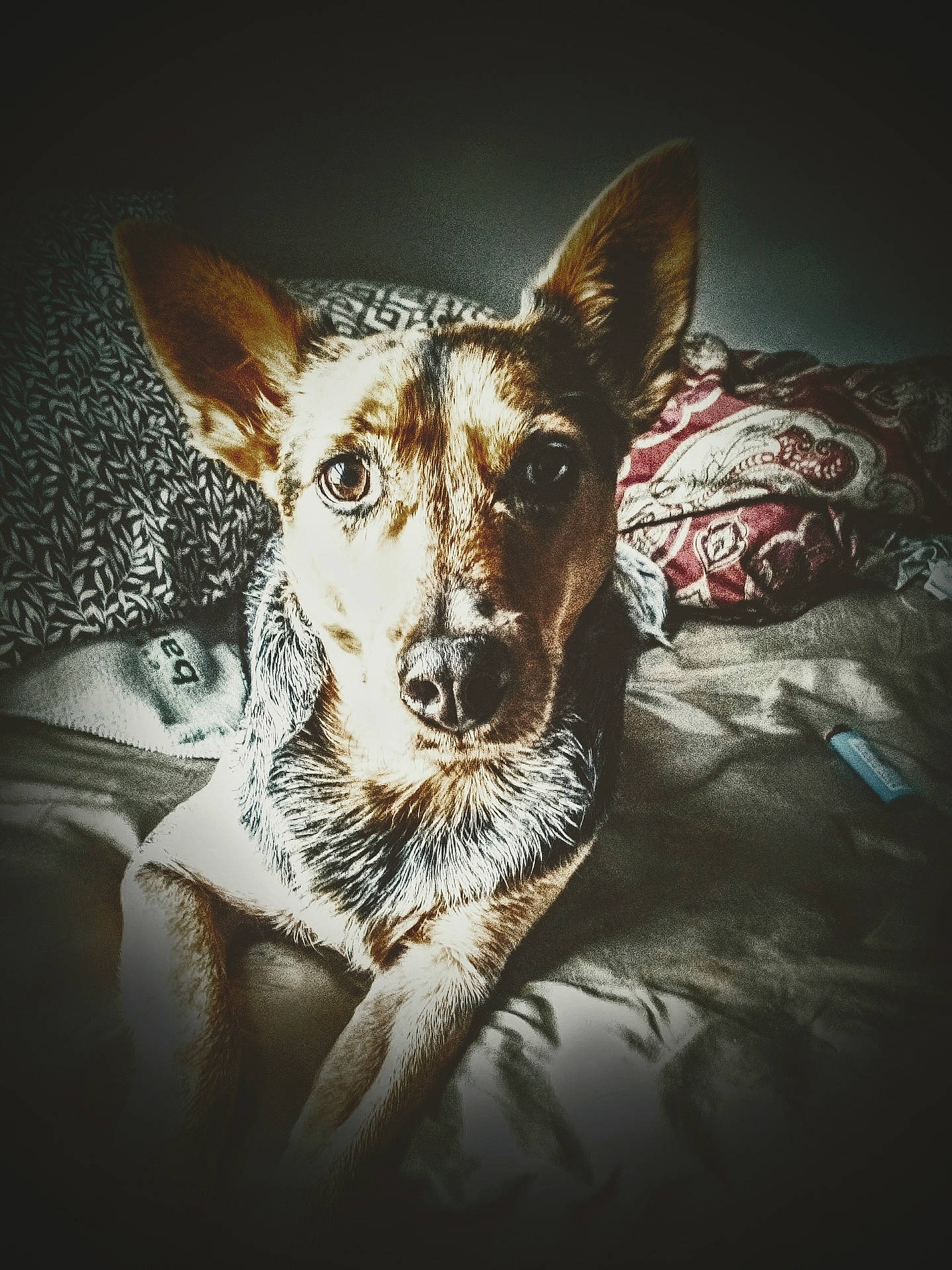 Bonnie joined the competition — help win amazing prizes! ancient_dog_breeds, art, canidae, canis, carnivore, companion_dog, darkness, dog, dog_breed, fawn, flash_photography, fur, guard_dog, paw, puppy, sporting_group, still_life_photography, whiskers, working_animal, working_dog