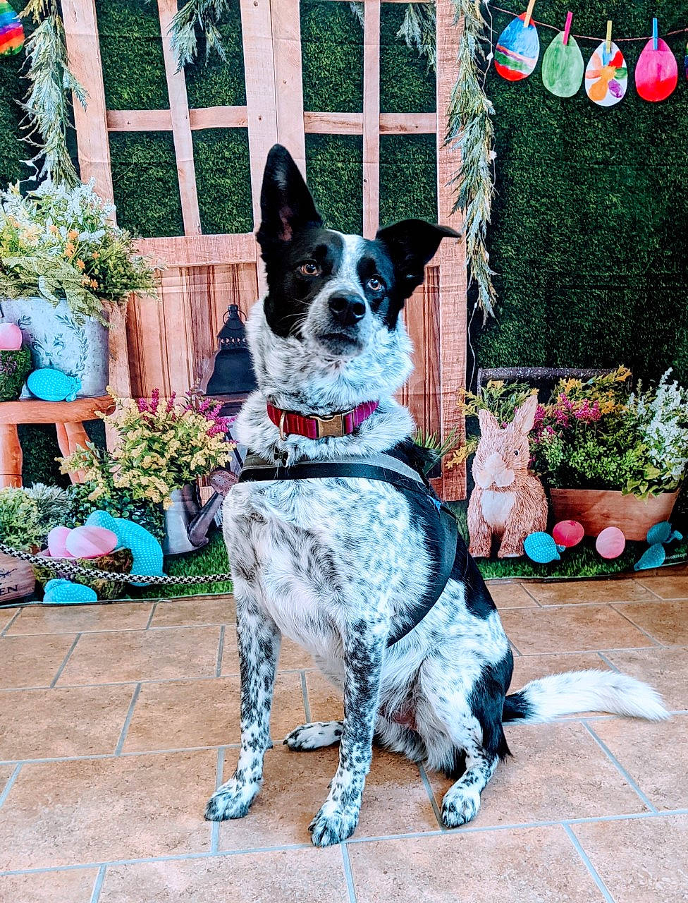 Jaxson joined the competition — help win amazing prizes! art, carnivore, collar, companion_dog, dog, dog_breed, dog_collar, dog_supply, event, flower, flowerpot, home, houseplant, mammal, plant, sporting_group, tail, vertebrate, window, working_animal