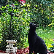 Onyx joined the competition — help win amazing prizes! black_cat, cat, garden, greenery, flower_stake, butterfly_ornament, foliage, mulch, outdoor, grass, shrub, plant, decoration, nature, pet, animal, sitting, looking_up, sunlight, yard