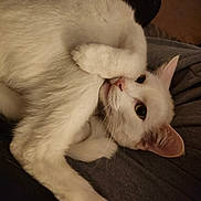 Casper joined the competition — help win amazing prizes! cat, white_cat, pet, animal, fur, paw, ears, eyes, nose, whiskers, relaxed, curled_up, indoor, person, lap, gray_clothing, cozy, cute, playful, close_up