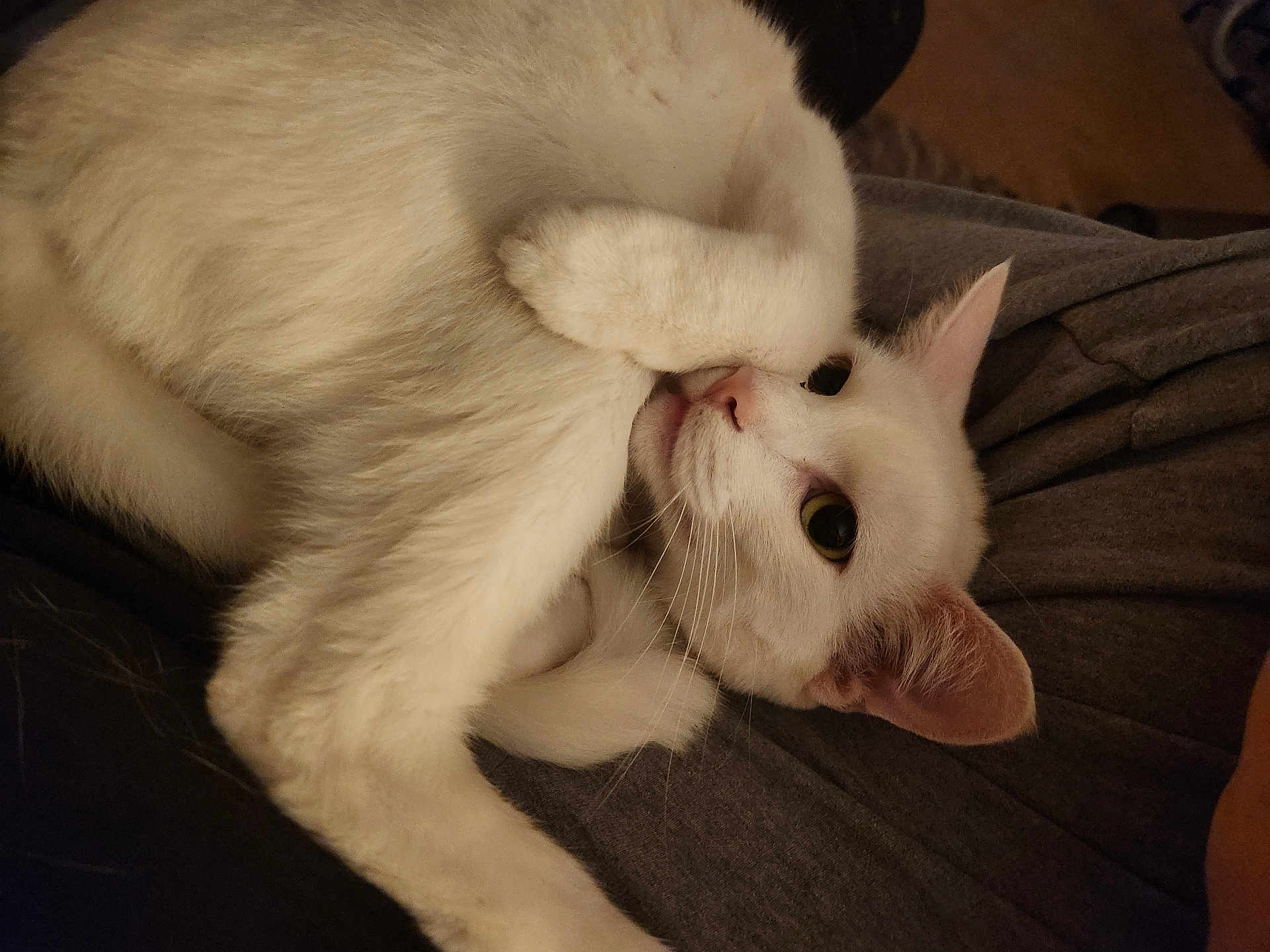 Casper joined the competition — help win amazing prizes! cat, white_cat, pet, animal, fur, paw, ears, eyes, nose, whiskers, relaxed, curled_up, indoor, person, lap, gray_clothing, cozy, cute, playful, close_up