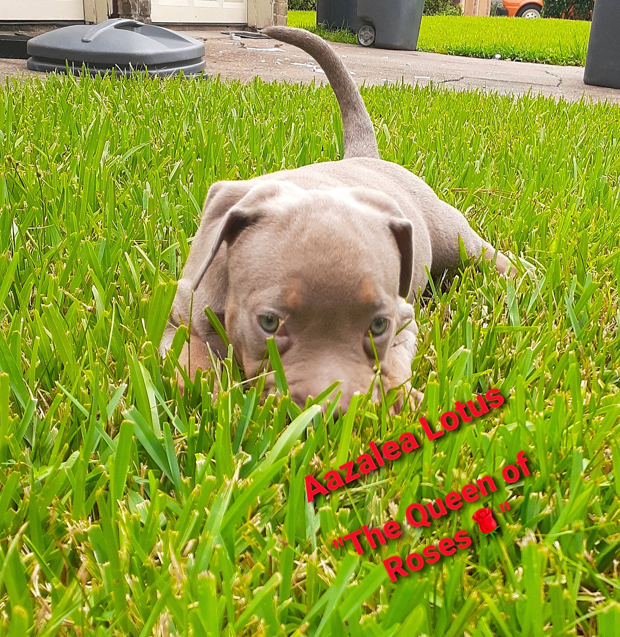 Aazalea Lotus is registered to the contest to win money with this photo: american_pit_bull_terrier, canidae, carnivore, dog, dog_breed, dog_collar, fawn, grass, mammal, non_sporting_group, pit_bull, plant, puppy, snout, sporting_group, weimaraner