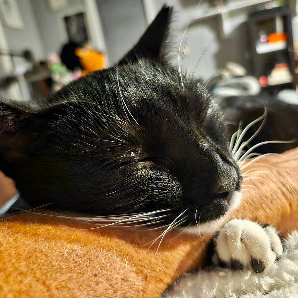 Boo is registered to the contest to win money with this photo: black_cat, carnivore, cat, claw, comfort, domestic_short_haired_cat, ear, felidae, fur, nap, paw, sleep, small_to_medium_sized_cats, snout, whiskers