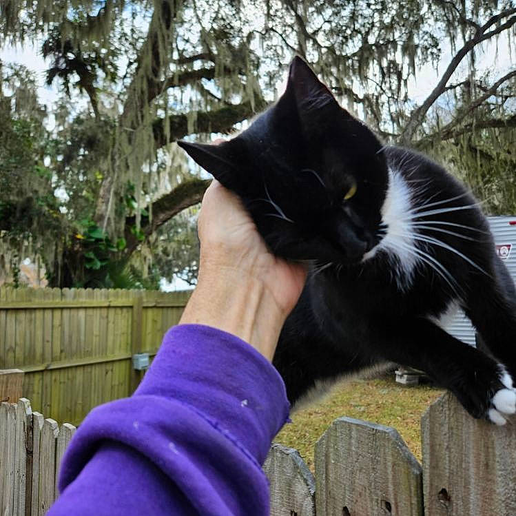 Boo is registered to the contest to win money with this photo: black_cat, carnivore, cat, domestic_short_haired_cat, felidae, fence, fur, gesture, glove, grass, plant, sitting, small_to_medium_sized_cats, snout, tail, thumb, tree, whiskers