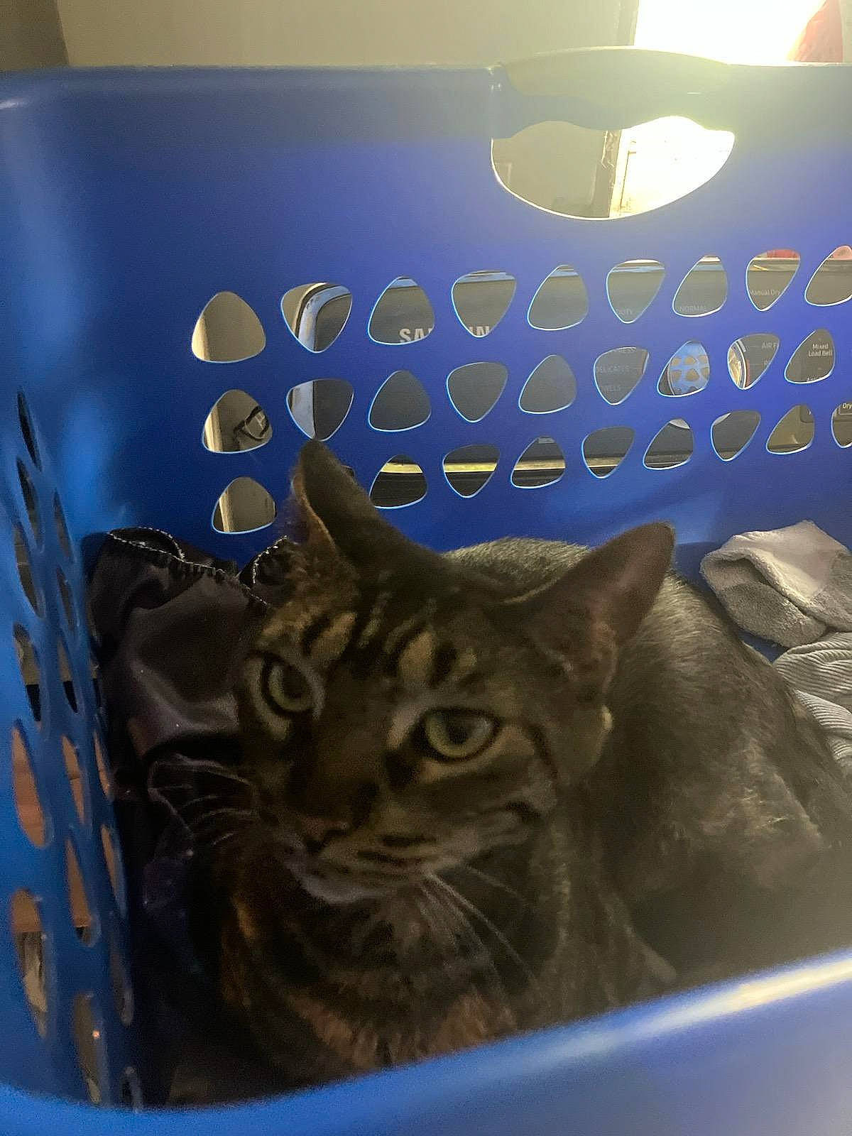 Boo is registered to the contest to win money with this photo: carnivore, cat, domestic_short_haired_cat, electric_blue, fashion_accessory, felidae, fur, glass, lamp, lampshade, light_fixture, pattern, serveware, small_to_medium_sized_cats, snout, whiskers