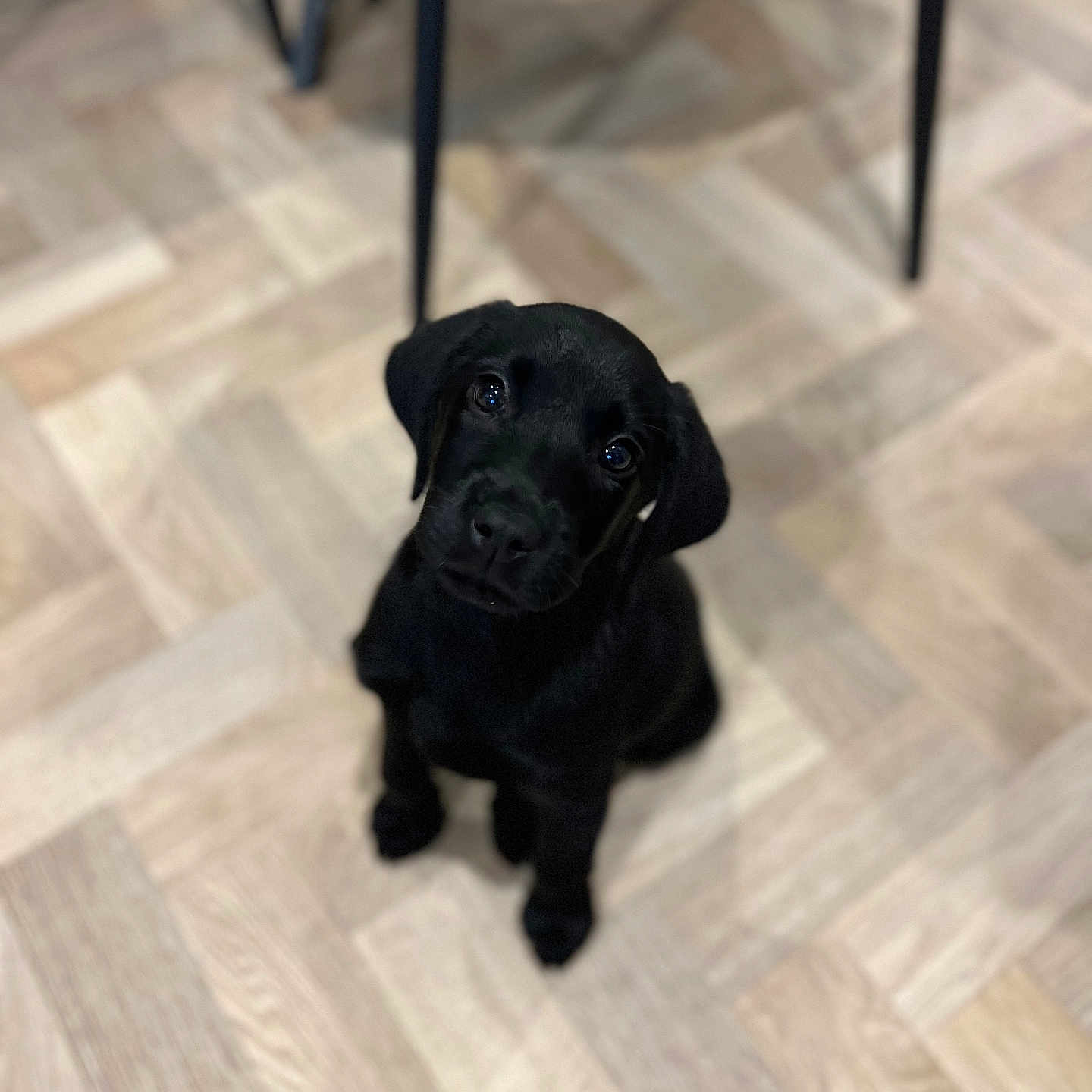 Murphy is registered to the contest to win money with this photo: animal, bulldog, canine, cockerspaniel, dog, hardwood, hound, indoors, interiordesign, labradorretriever, pet, plywood, pug, puppy, silhouette, tile, wood