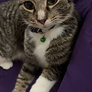 Ryder joined the competition — help win amazing prizes! cat, tabby, pet, animal, feline, collar, green_bell, white_paws, white_chest, purple_background, relaxed, curious, closeup, indoor, cute, whiskers, ears, sitting, looking, domestic_cat
