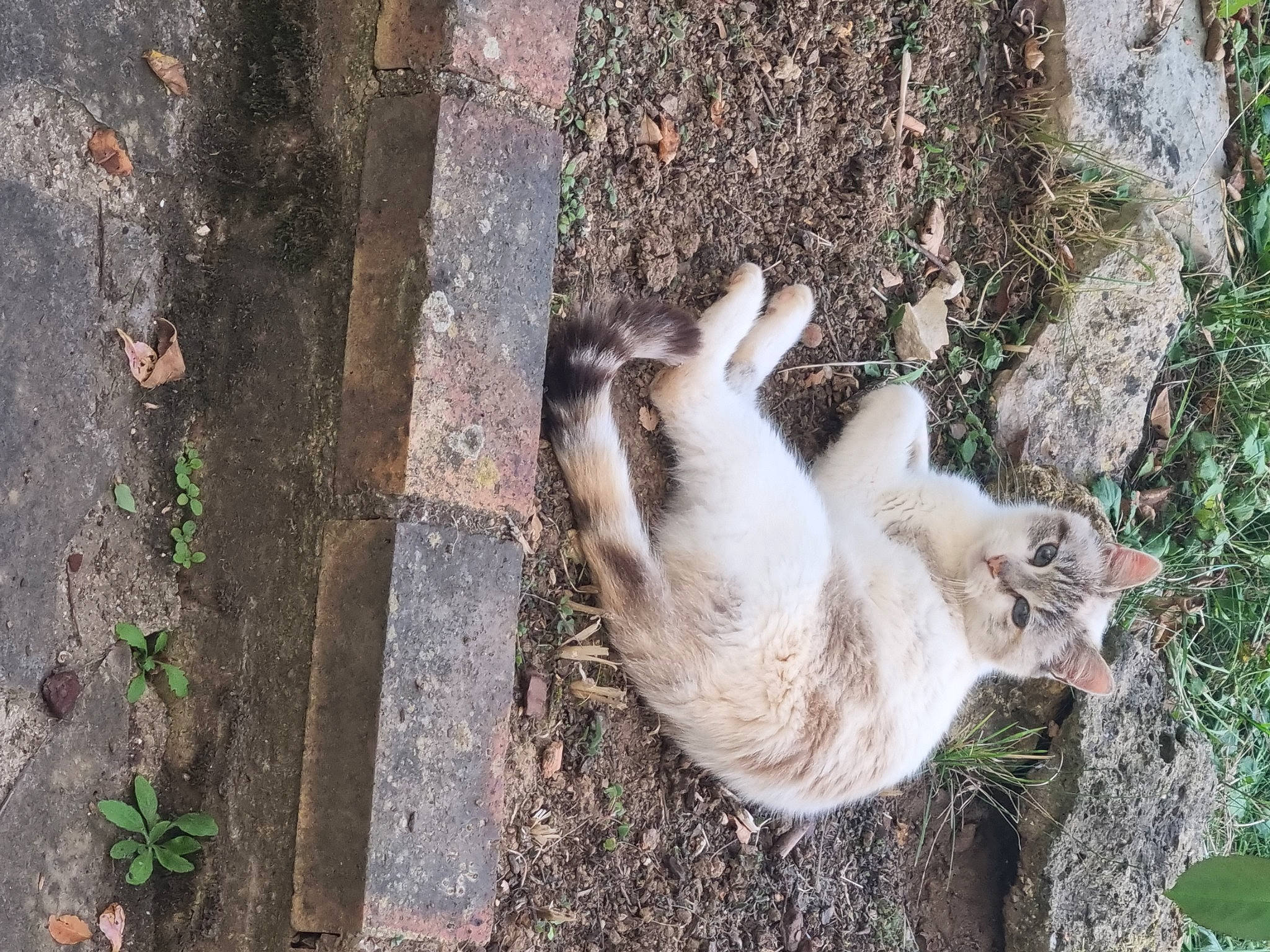 Grimace a rejoint le concours — aidez-le/la à gagner de superbes lots ! canidae, carnivore, cat, domestic_short_haired_cat, fawn, felidae, fur, grass, plant, road_surface, small_to_medium_sized_cats, soil, sporting_group, tail, terrestrial_animal, tree, trunk, whiskers, wildlife, wood