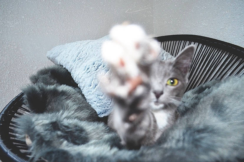 Poppy a rejoint le concours — aidez-le/la à gagner de superbes lots ! american_shorthair, british_semi_longhair, british_shorthair, carnivore, cat, domestic_short_haired_cat, ear, european_shorthair, felidae, fur, kitten, korat, nebelung, polydactyl_cat, russian_blue, small_to_medium_sized_cats, tabby_cat, whiskers