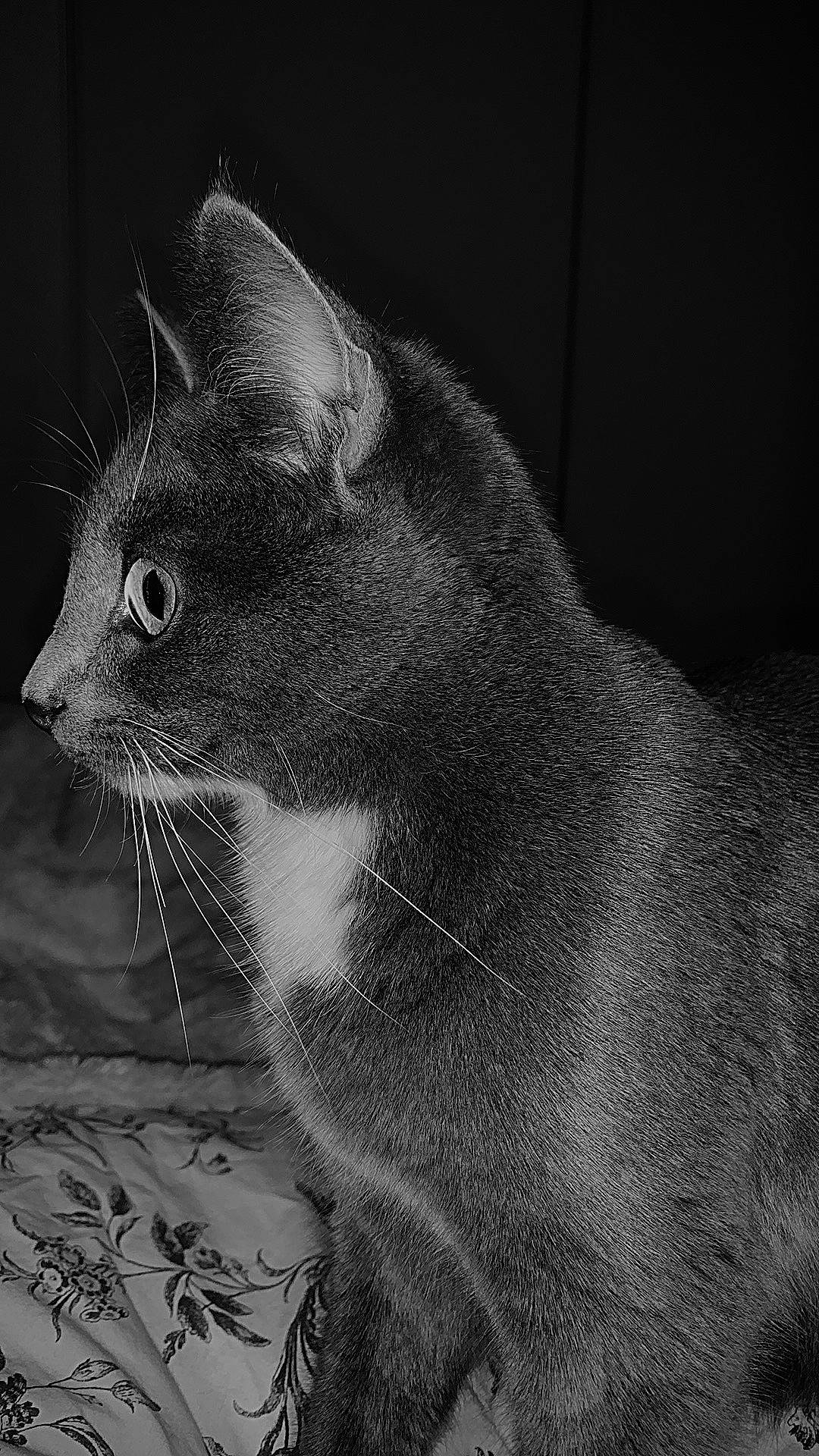 Poppy participe au concours pour gagner de l'argent avec cette photo : asian, black, black_and_white, british_shorthair, burmese, carnivore, cat, chartreux, domestic_short_haired_cat, eye, felidae, fur, mammal, monochrome, organism, photography, russian_blue, small_to_medium_sized_cats, snout, whiskers