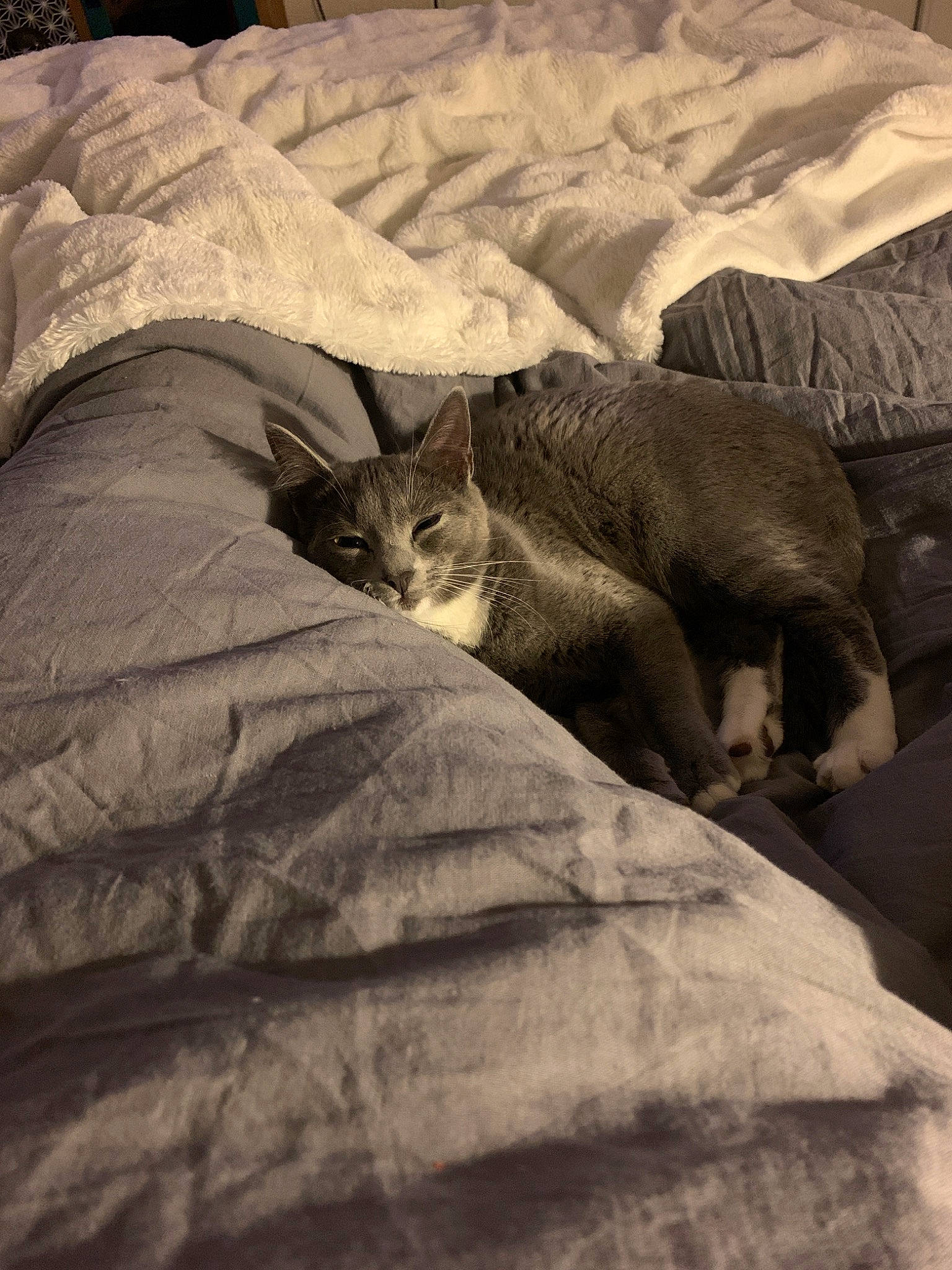 Poppy participe au concours pour gagner de l'argent avec cette photo : carnivore, cat, comfort, felidae, fur, kitten, linens, nap, sleep, small_to_medium_sized_cats, whiskers