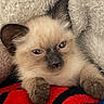 kitten, siamese, cat, sleepy, cozy, blanket, fleece, paw, fur, cute, pet, animal, indoor, resting, closeup, soft, young, comfort, nap, snuggle