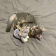 Topette participe au concours pour gagner de l'argent avec cette photo : bed, bedroom, blanket, cat, cozy, flower_toy, fluffy, funny, gray_fur, green_eyes, hugging, indoors, kitten, lying_down, pet, playing, plush_toy, portrait, tongue_out, upside_down