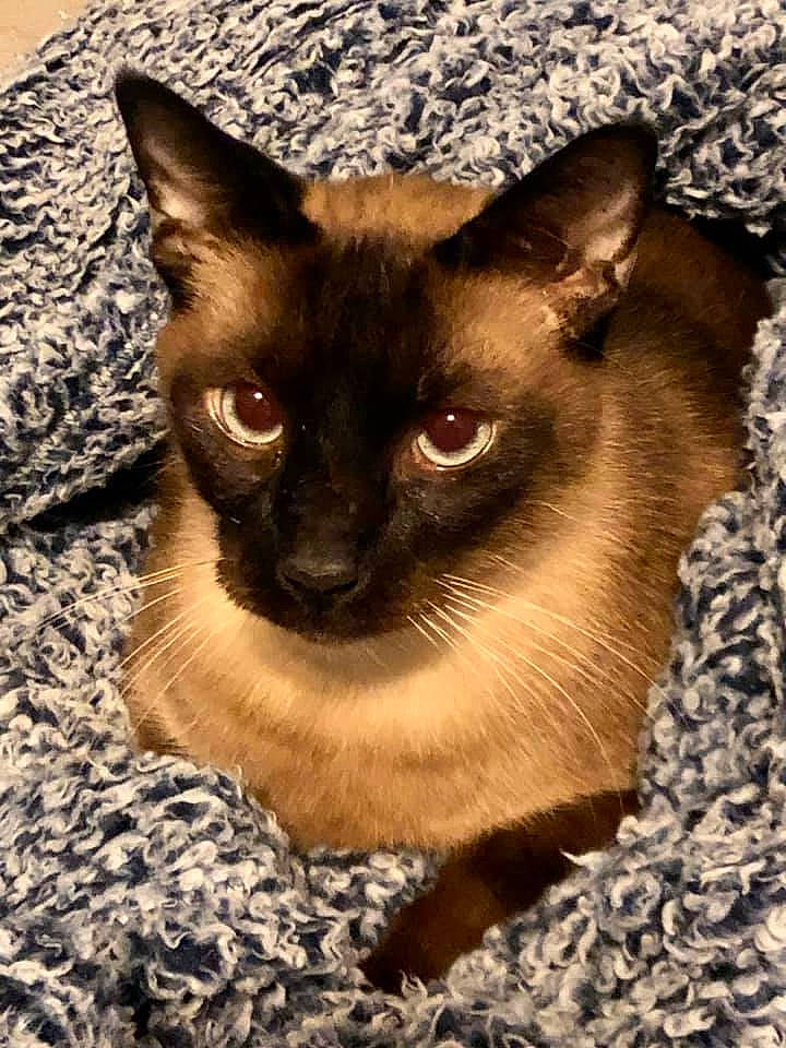 Da Vinci joined the competition — help win amazing prizes! asian, balinese, birman, burmese, carnivore, cat, colorpoint_shorthair, eye, fawn, felidae, javanese, mammal, siamese, small_to_medium_sized_cats, snout, thai, tonkinese, vertebrate, whiskers, wildlife