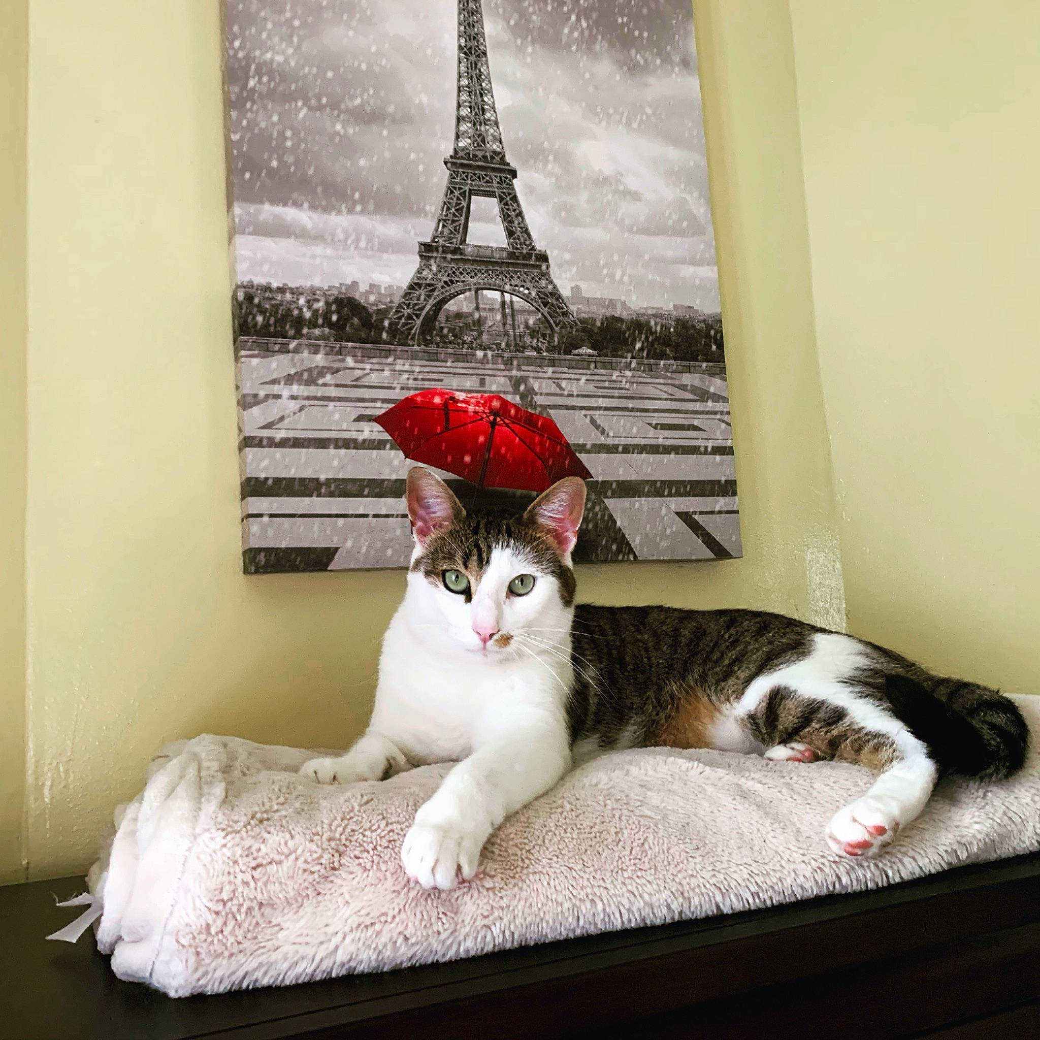 Peanut joined the competition — help win amazing prizes! carnivore, cat, cat_supply, comfort, fawn, felidae, fur, interior_design, mammal, picture_frame, rectangle, small_to_medium_sized_cats, tail, textile, tree, vertebrate, whiskers, white, window, wood