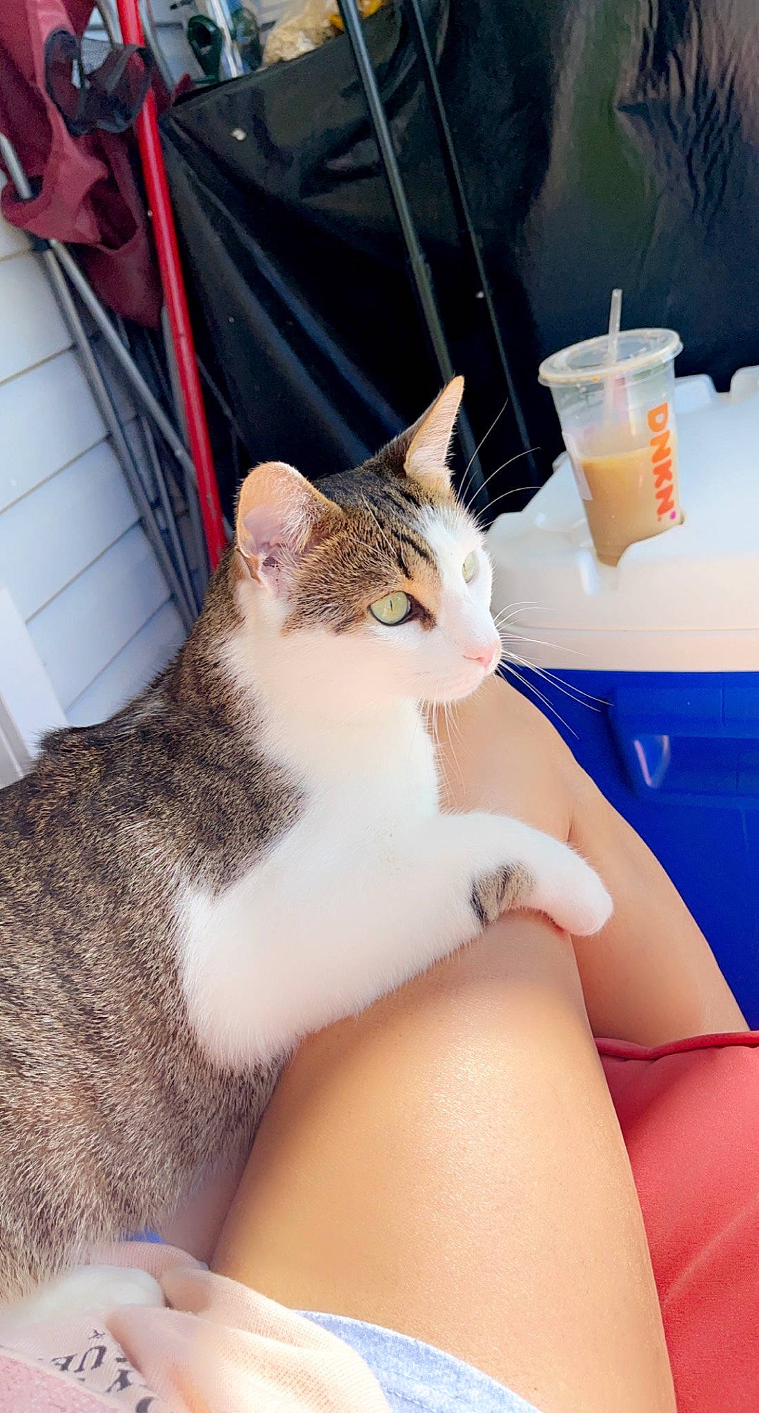 Peanut is registered to the contest to win money with this photo: carnivore, cat, comfort, domestic_short_haired_cat, fawn, felidae, foot, fur, gesture, hand, human_body, human_leg, lap, leg, nail, small_to_medium_sized_cats, tail, thigh, whiskers, wrist