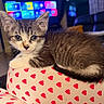 kitten, cat, animal, pet, feline, cute, young, fur, whiskers, eyes, cushion, heart_pattern, indoor, living_room, cozy, soft_lighting, relaxed, resting, closeup, domestic
