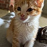 kitten, cat, orange_cat, white_fur, indoor, brick_wall, curious, pet, feline, cute, young_animal, soft_surface, domestic_animal, whiskers, ears, paws, closeup, animal_portrait, cozy, relaxed