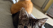 Porscha And Morty is registered to the contest to win money with this photo: kitten, cat, orange_cat, gray_cat, pet, animal, indoor, lap, human_leg, brick_wall, door, floor, cute, feline, young_animal, relaxing, domestic_animal, curious, cozy, companion
