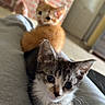 kitten, cat, orange_cat, gray_cat, pet, animal, indoor, lap, human_leg, brick_wall, door, floor, cute, feline, young_animal, relaxing, domestic_animal, curious, cozy, companion