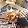cat, kitten, sleeping, orange_cat, gray_tabby, pets, close_up, indoor, cozy, nap, fur, cute, animal, domestic_animal, resting, floor, blanket, person, home, relaxation