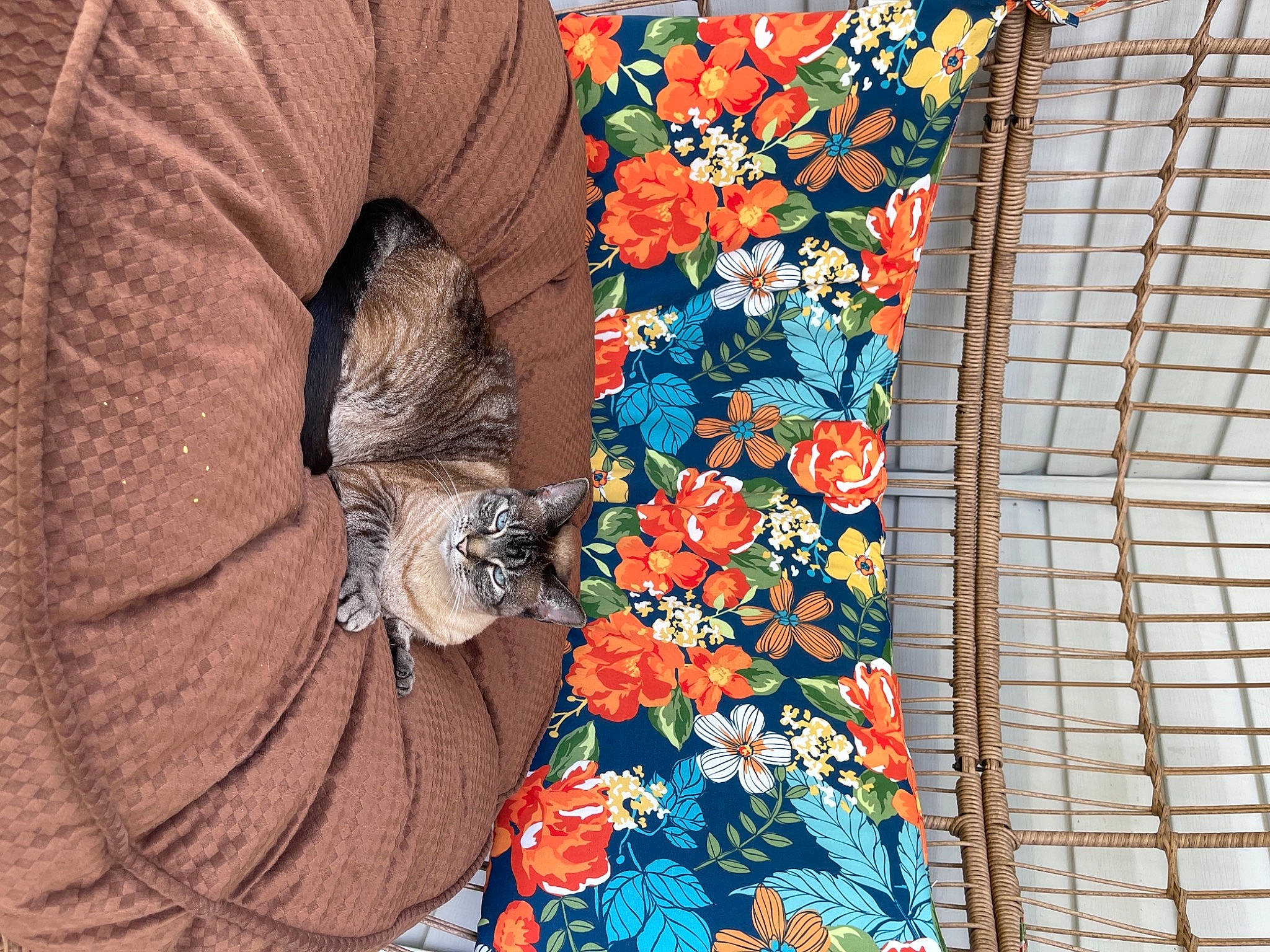 Roxie joined the competition — help win amazing prizes! art, dress, electric_blue, facade, fashion_accessory, flower, line, linens, orange, pattern, peach, plant, red, symmetry, textile, tints_and_shades, tree, visual_arts, window, wood