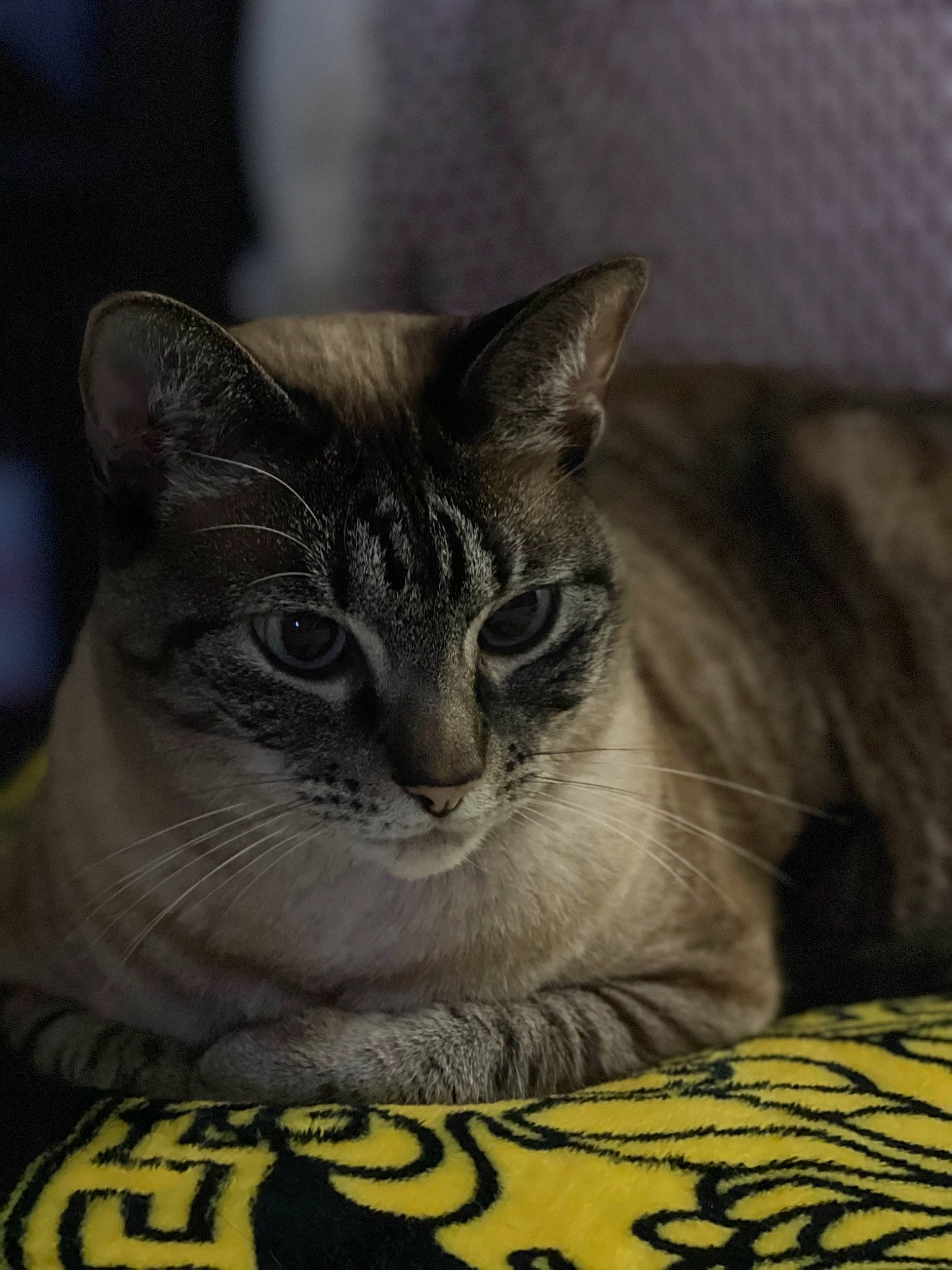 Roxie joined the competition — help win amazing prizes! carnivore, cat, cat_supply, domestic_short_haired_cat, felidae, fur, grey, monochrome_photography, paw, photo_caption, sitting, small_to_medium_sized_cats, snout, terrestrial_animal, tree, whiskers, wildlife