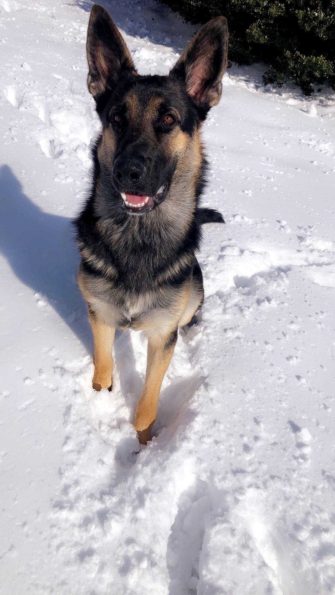 Draco is registered to the contest to win money with this photo: canidae, canis, carnivore, dog, dog_breed, dog_supply, east_european_shepherd, fur, german_shepherd_dog, guard_dog, herding_dog, king_shepherd, old_german_shepherd_dog, snout, snow, sporting_group, terrestrial_animal, winter, working_animal, working_dog