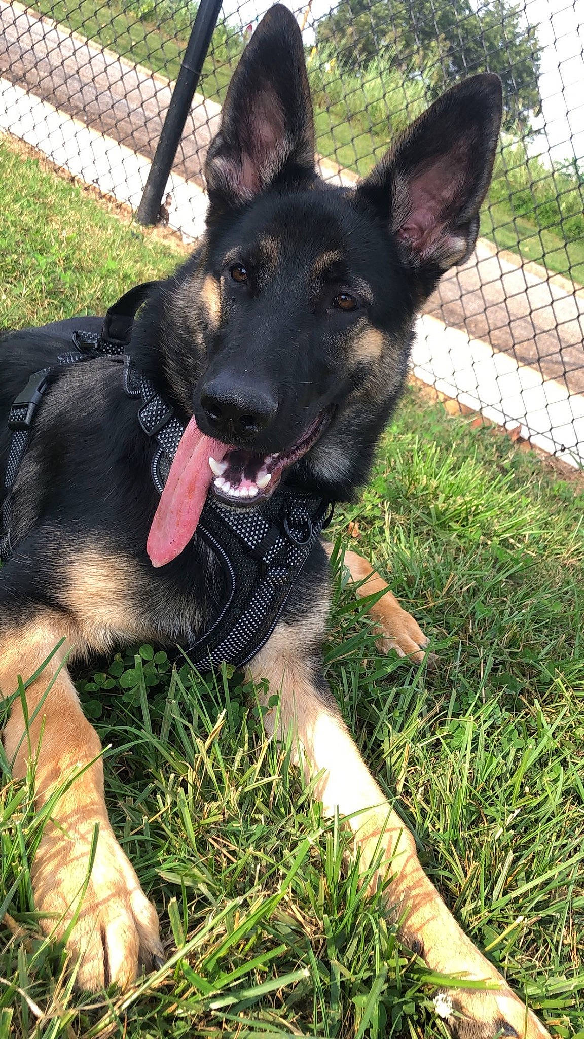 Draco is registered to the contest to win money with this photo: belgian_shepherd_malinois, canidae, carnivore, collar, companion_dog, dog, dog_breed, dog_collar, dog_supply, east_european_shepherd, fence, german_shepherd_dog, grass, guard_dog, herding_dog, mesh, plant, wire_fencing, working_animal, working_dog