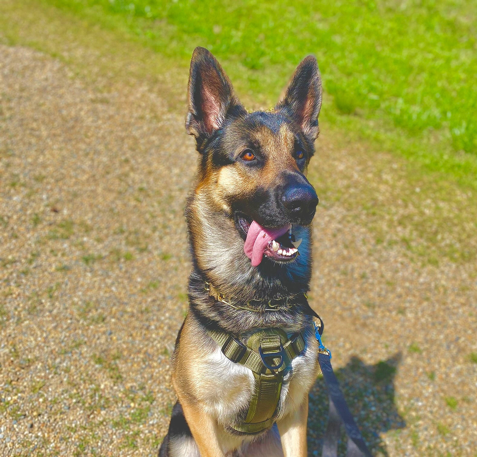 Draco joined the competition — help win amazing prizes! biting, carnivore, collar, companion_dog, dog, dog_breed, dog_collar, dog_supply, east_european_shepherd, german_shepherd_dog, grass, herding_dog, king_shepherd, old_german_shepherd_dog, plant, terrestrial_animal, working_animal, working_dog