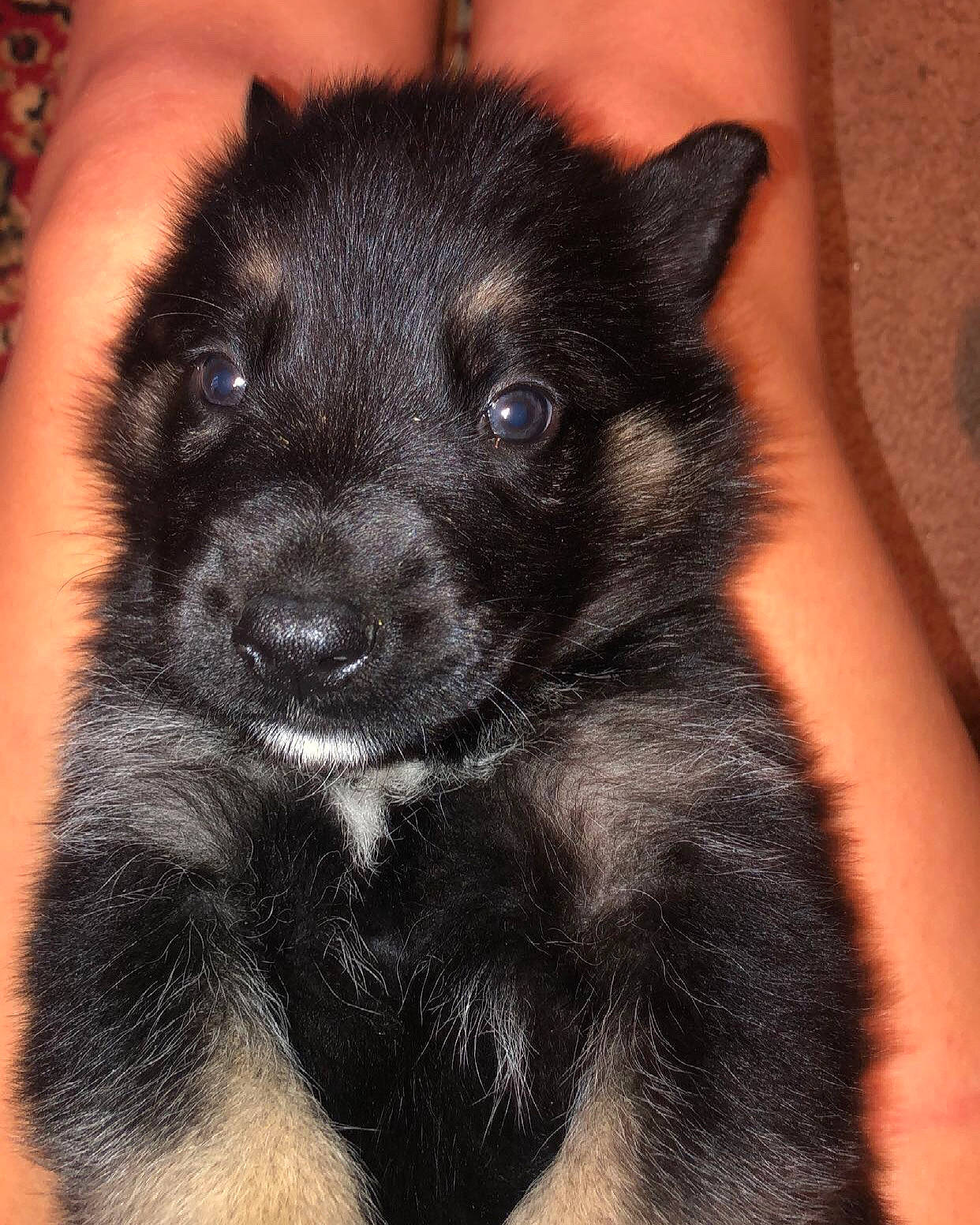 Draco is registered to the contest to win money with this photo: borador, canidae, carnivore, companion_dog, dog, dog_breed, fur, non_sporting_group, puppy, snout, sporting_group, terrestrial_animal, toy_dog, whiskers, working_animal