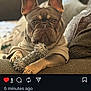 blanket, brown, couch, cozy, cute, dog, ears, face, french_bulldog, home, indoor, instagram_ui, paws, pet, portrait, screenshot, sitting, social_media, sofa, toy