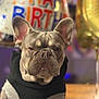 Scrappy is registered to the contest to win money with this photo: balloon, birthday_balloon, bokeh, brown_coat, celebration, closeup, dog, ears, face, french_bulldog, hoodie, indoor, pet, portrait, shallow_depth_of_field, sitting, table, wearing_clothes, whiskers, wrinkles