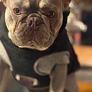 Scrappy joined the competition — help win amazing prizes! blurred_background, bokeh, brown_color, close_up, clothing, cup, dog, eyes, french_bulldog, indoor, muzzle, paw, pet, portrait, serious_expression, shallow_depth_of_field, snout, sweater, table, wrinkled_face