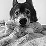 animal, bedroom, black_and_white, blanket, close_up, companion, cozy, cute, dog, domestic_animal, ears, fur, indoor, nose, pet, portrait, relaxed, resting, soft_texture, stuffed_toy