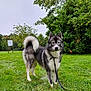 Archimède a rejoint le concours — aidez-le/la à gagner de superbes lots ! alert, animal, canine, daytime, dog, ears, fur, grass, greenery, husky, leash, muzzle, nature, outdoor, park, pet, sky, standing, tail, tree