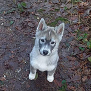 Archimède a rejoint le concours — aidez-le/la à gagner de superbes lots ! adorable, animal, autumn, brown, canine, cute, dog, ears, eyes, forest_floor, fur, gray, ground, leaves, nature, outdoor, pet, puppy, white, young