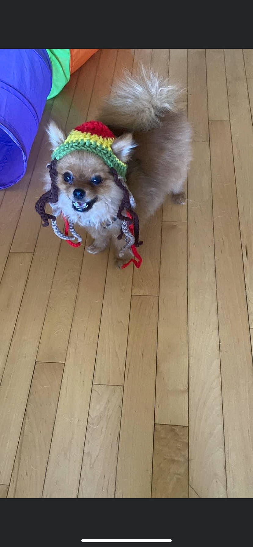 Cears is registered to the contest to win money with this photo: carnivore, collar, companion_dog, dog, dog_breed, dog_clothes, dog_collar, dog_supply, fawn, flooring, hardwood, hat, leash, party_hat, pet_supply, plank, snout, toy_dog, wood, wood_stain