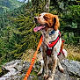 Kelso a rejoint le concours — aidez-le/la à gagner de superbes lots ! dog, outdoor, forest, rock, harness, leash, nature, greenery, tongue_out, happy, canine, pet, animal, sitting, trees, moss, mountain, wildlife, adventure, exploration