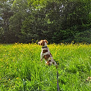 Kelso a rejoint le concours — aidez-le/la à gagner de superbes lots ! dog, outdoor, grass, wildflowers, trees, nature, meadow, leash, sunlight, clouds, greenery, animal, pet, canine, spring, field, flora, collar, sitting, scenery