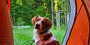 Kelso a rejoint le concours — aidez-le/la à gagner de superbes lots ! dog, tent, grass, forest, nature, outdoor, greenery, pet, animal, canine, sitting, camping, leash, trees, meadow, daylight, adventure, scenery, wildlife, relaxation