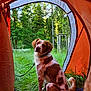 dog, tent, grass, forest, nature, outdoor, greenery, pet, animal, canine, sitting, camping, leash, trees, meadow, daylight, adventure, scenery, wildlife, relaxation