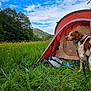 Kelso participe au concours pour gagner de l'argent avec cette photo : dog, tent, grass, wildflowers, mountain, forest, sky, clouds, outdoor, nature, camping, pet, animal, meadow, field, leash, hiking_poles, backpack, summer, daytime