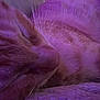 animal, cat, close_up, cozy, cute, domestic_cat, feline, fur, indoor, mammal, napping, orange_tabby, peaceful, pet, purple_light, relaxation, resting, sleeping, soft_texture, whiskers