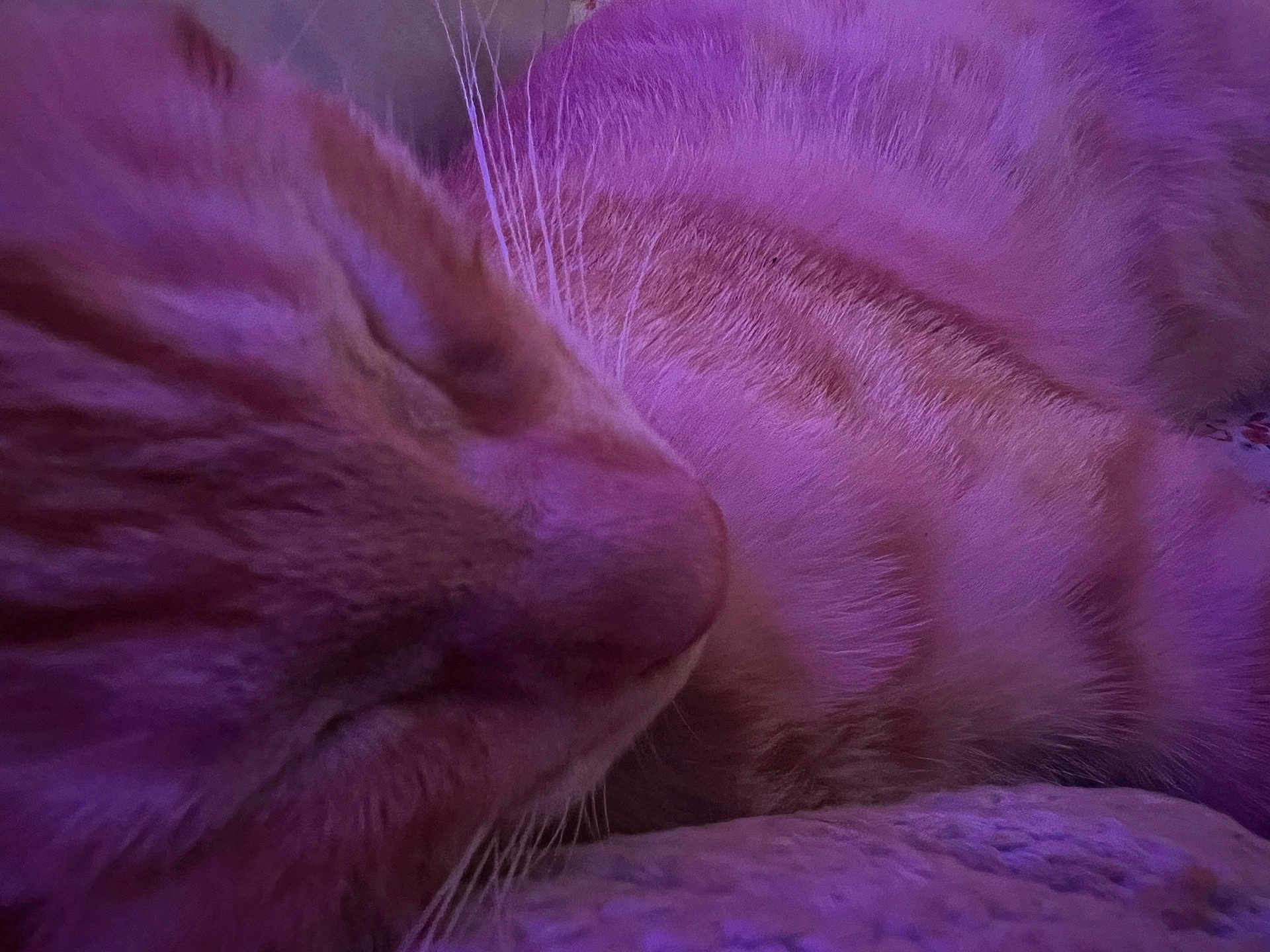 Rosie