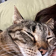Bow is registered to the contest to win money with this photo: cat, tabby, close_up, whiskers, sleepy, pet, fur, animal, face, snuggling, relaxing, indoor, person, brown, black, grey, striped, cute, cozy, companion