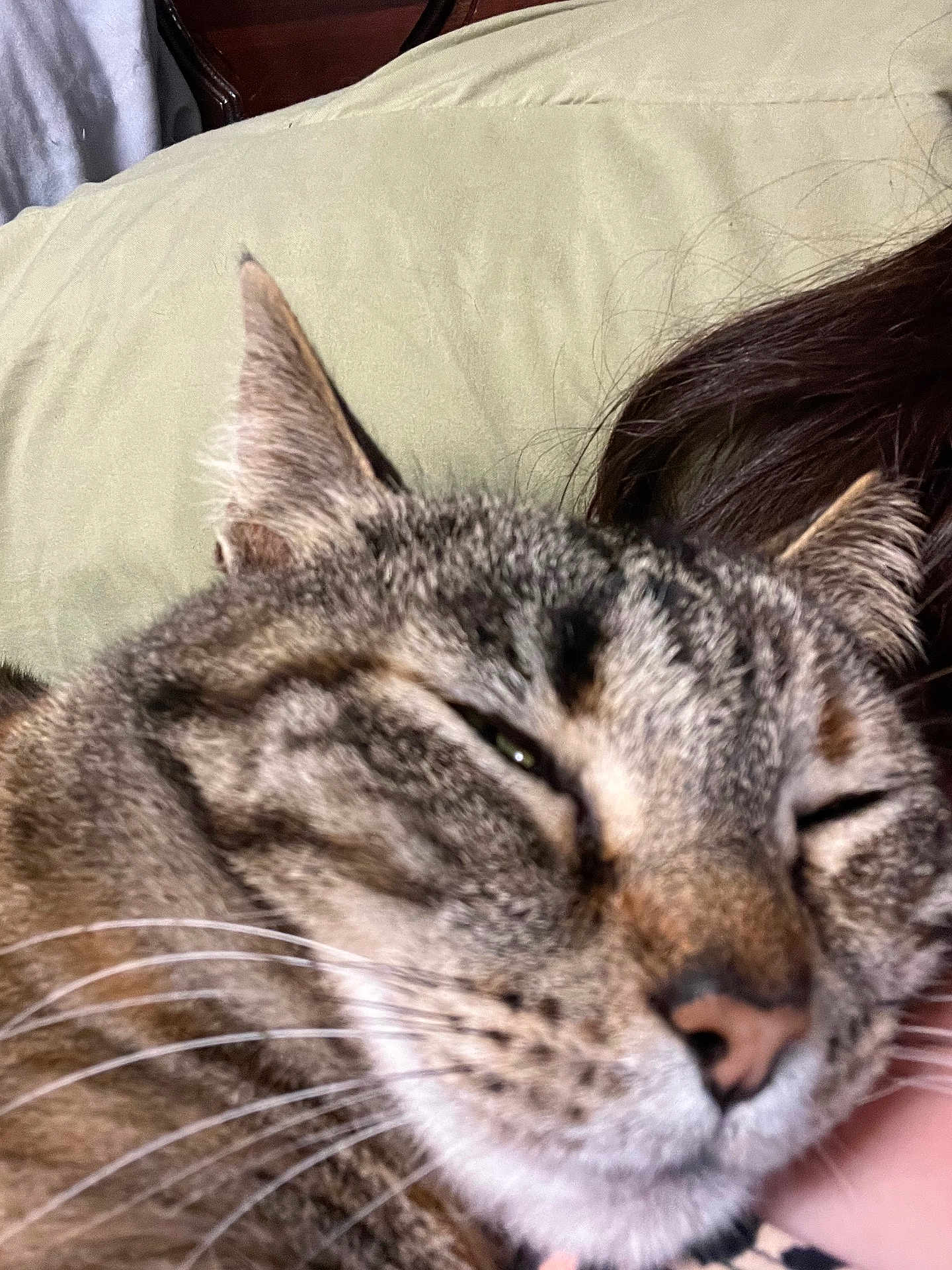 Bow is registered to the contest to win money with this photo: cat, tabby, close_up, whiskers, sleepy, pet, fur, animal, face, snuggling, relaxing, indoor, person, brown, black, grey, striped, cute, cozy, companion